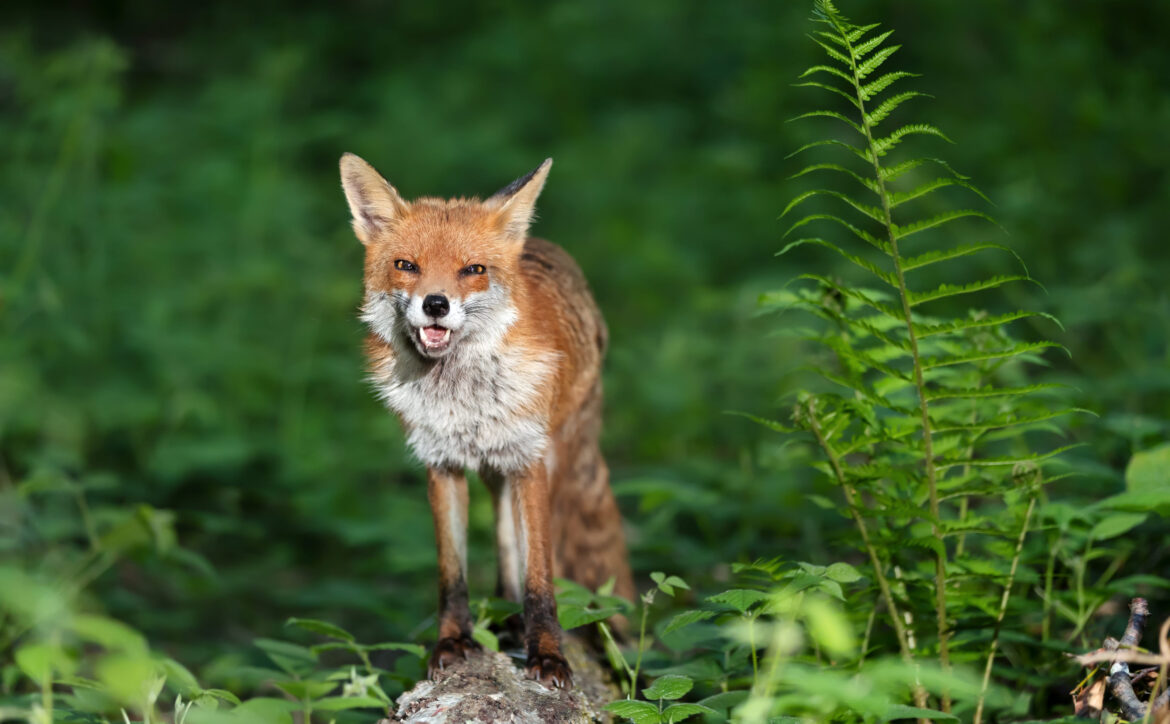 metaphor psychotherapy reverie anxiety fear