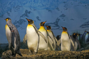 penguins mental health community together