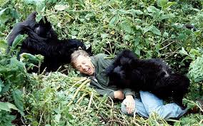 sir david attenborough and gorillas nature nurture environment love connection